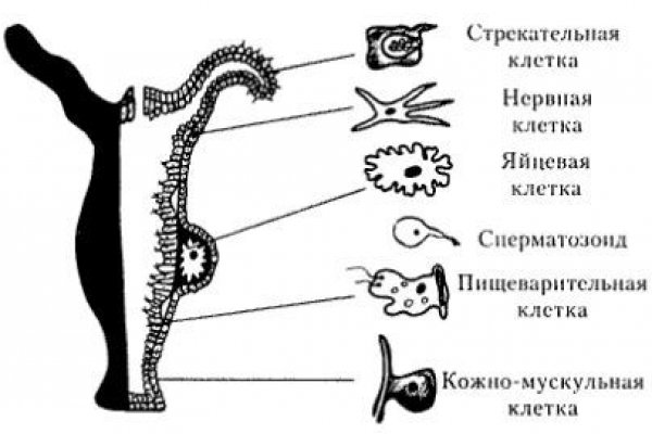 Kra19gl